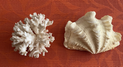 bleached coral and a seashell on a red background