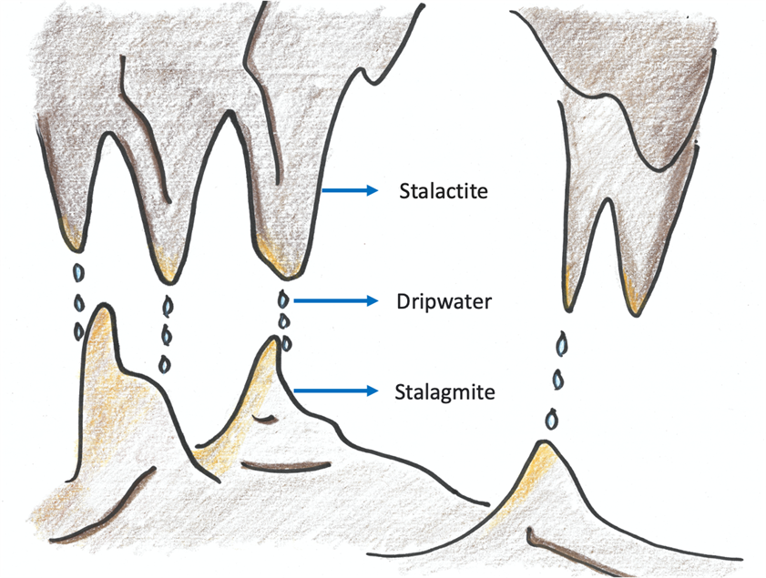 a drawing of stalactites and stalagmites and dripwater with all labeled.