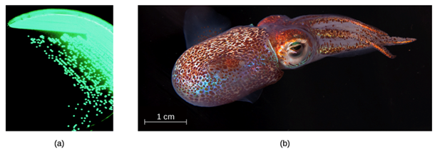 glowing green bacteria an a little squid