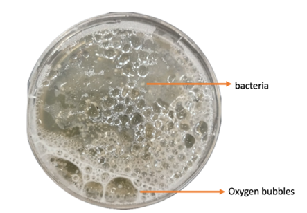 a round dish with white specs and bubbles