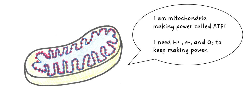 a diagram of a mitochondria with a speech bubble reading: I am mitochondria making power called ATP!  I need H+, e-, and 02 to keep making power.